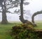 a Fanal Forest, Madeira, Portugal