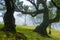 Fanal forest old mystical tree on Madeira island