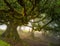 Fanal forest old mystical tree on Madeira island