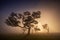 Fanal forest , old mystical tree in Madeira island, Unesco