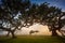 Fanal forest , old mystical tree in Madeira island, Unesco