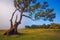 Fanal forest , old mystical tree in Madeira island, Unesco