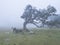 Fanal laurel forest in rain and dense fog with cow and calfs and bizarre shape mossy trees, twisted branches, moss and