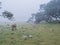 Fanal laurel forest in rain and dense fog with cow and calfs and bizarre shape mossy trees, twisted branches, moss and
