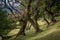 Fanal old forest and popular hiking spot at Madeira island