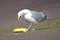 Fanatic seagull with half a baguette