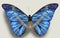 Fancy blue butterfly