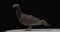 Fancy breed of pigeons, australian black pigeon, profile shot in studio, 4k