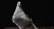 Fancy breed of pigeons, frillback pigeon is looking around the studio, 4k