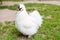 Fancy Chicken Silkie