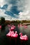 Fancy cityscape. Pink flamingoes in pond in New Holland Island in St.Petersburg, Russia with houses in distance and picturesque