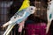 Fancy Color Budgie, Budgerigar Bird