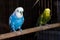 Fancy Color Budgie, Budgerigar Bird