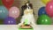 Fancy Dog Papillon eating birthday cake with candle