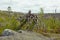 Fancy driftwood similar to an octopus on Mount Vottovaara. Karelia