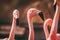 Fancy Flamingo Closeup