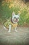 Fancy french english american bulldog with huge big ears and white fur skin wearing tie gentlemen and bee costume enjoy summer tim