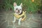 Fancy french english american bulldog with huge big ears and white fur skin wearing tie gentlemen and bee costume enjoy summer tim