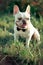 Fancy french english american bulldog with huge big ears and white fur skin wearing tie gentlemen and bee costume enjoy summer tim