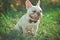 Fancy french english american bulldog with huge big ears and white fur skin wearing tie gentlemen and bee costume enjoy summer tim