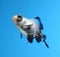 Fancy goldfish on blue background