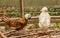 Fancy haired hens living in paddock in botanical garden