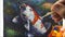 Fancy Koi,Fancy Carp Fish Oil Painting thailand