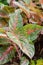 Fancy Leaved Caladium in garden design