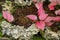 Fancy Leaved Caladium in garden design