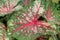 Fancy Leaved Caladium, plant background