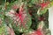 Fancy Leaved Caladium, plant background