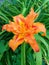 Fancy Orange Lone Lily Flower