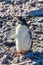 Fancy penguin chick wants hugs on the rocky beach of South Shetland Islands, Antarctica