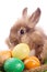 Fancy rabbit and easter eggs