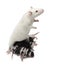 Fancy Rat feeding its babies in front of white