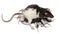 Fancy Rat feeding its babies in front of white