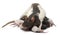 Fancy Rat feeding its babies in front of white