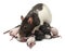 Fancy Rat feeding its babies in front of white