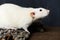 Fancy rat sitting on bark on dark wooden background