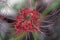 Fancy Red Spider Lily - Lycoris radiata
