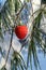 Fancy red strawberry xmas ornament in a pine tree
