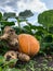 Fancy-shaped crop. Pumpkin and potato looking like a toy in a garden bed, harvesting