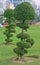 Fancy shaped decorative trees with button mushroom like canopy