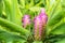 Fancy siam tulip flowers (Curcuma alismatifolia) in garden