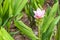 Fancy siam tulip flowers (Curcuma alismatifolia) in garden