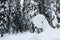 Fancy snowy head shape in the forest, winter fir trees