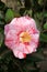 Fancy Variegated Pink Camellia