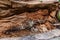 Fancy wood structure of a broken tree close-up, Krasnodar region, Russia