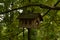 A fancy wooden bird feeder on a green tree in a summer park