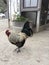 Fancy yellow black and white speckled Rooster